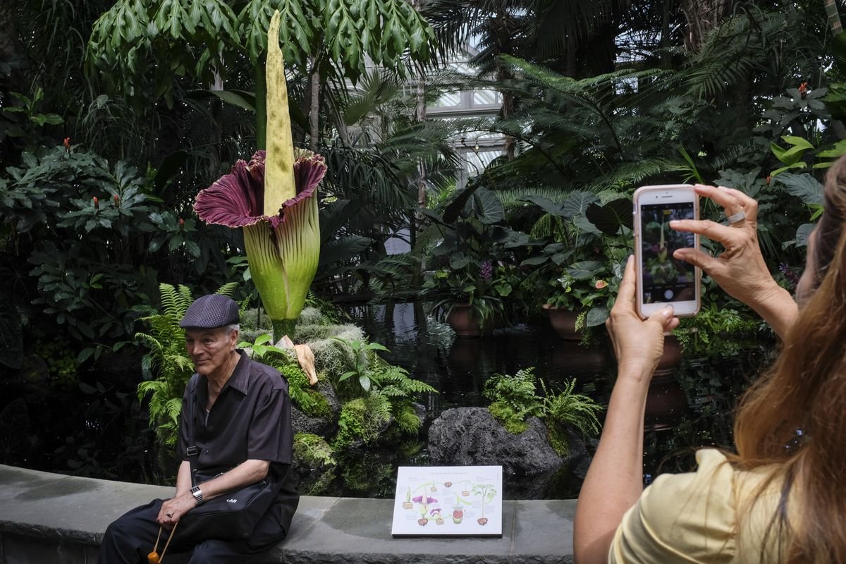 new york botanical garden's stinky corpse flower is ready to bloom
