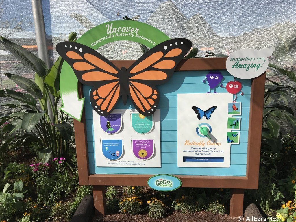 2018 epcot flower and garden festival butterfly house photo gallery