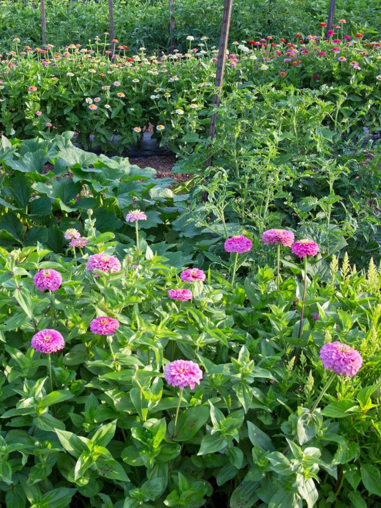 why you should plant flowers in your vegetable garden | hello homestead