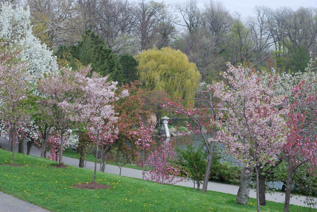 buffalo cherry blossom festival april 29-may 4, 2020 - home