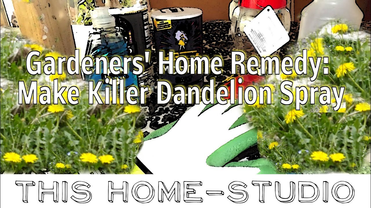 killer dandelion home remedy trials - part 1 - the recipe