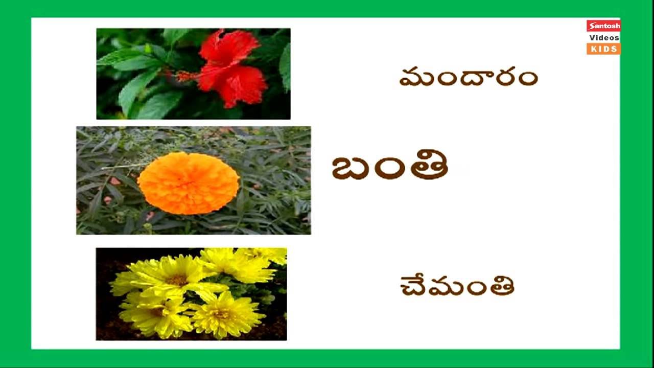 telugu puvvula perlu | telugu bala siksha | names of flowers with pictures