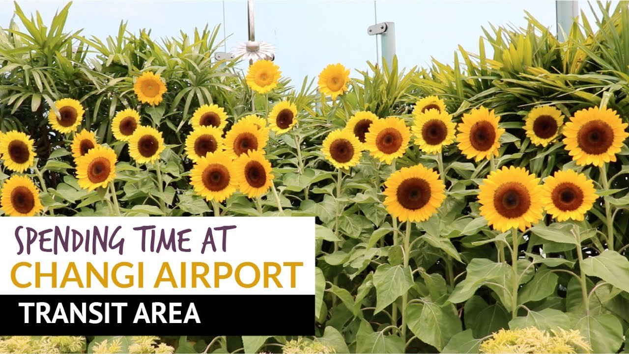 changi airport - 11 ways to spend time during transit