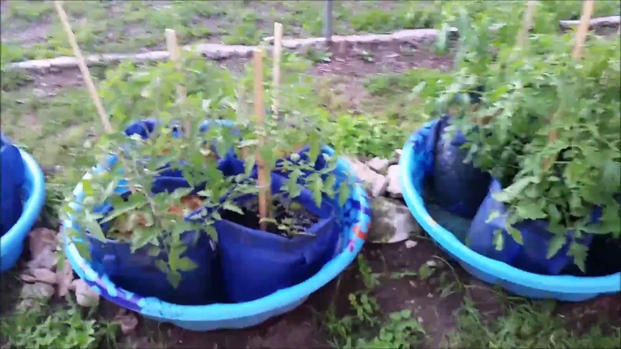 kiddie pool grow bag system 5-3-2016
