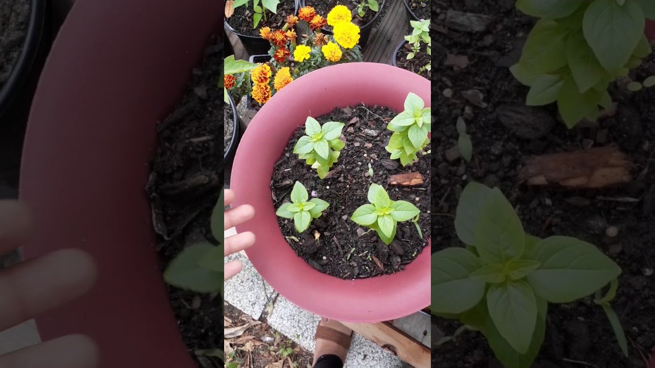 container garden - youtube