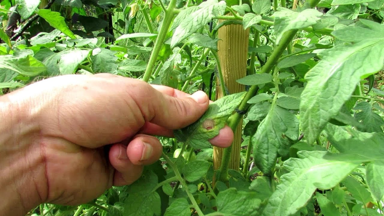 hydrogen peroxide & baking soda home remedies for garden tomato plant  diseases: mix, routine, theory