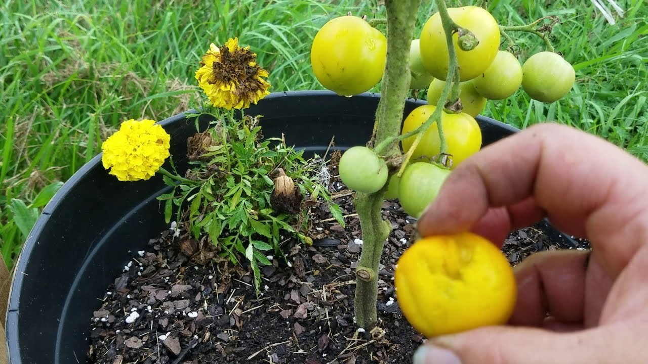container gardening - youtube