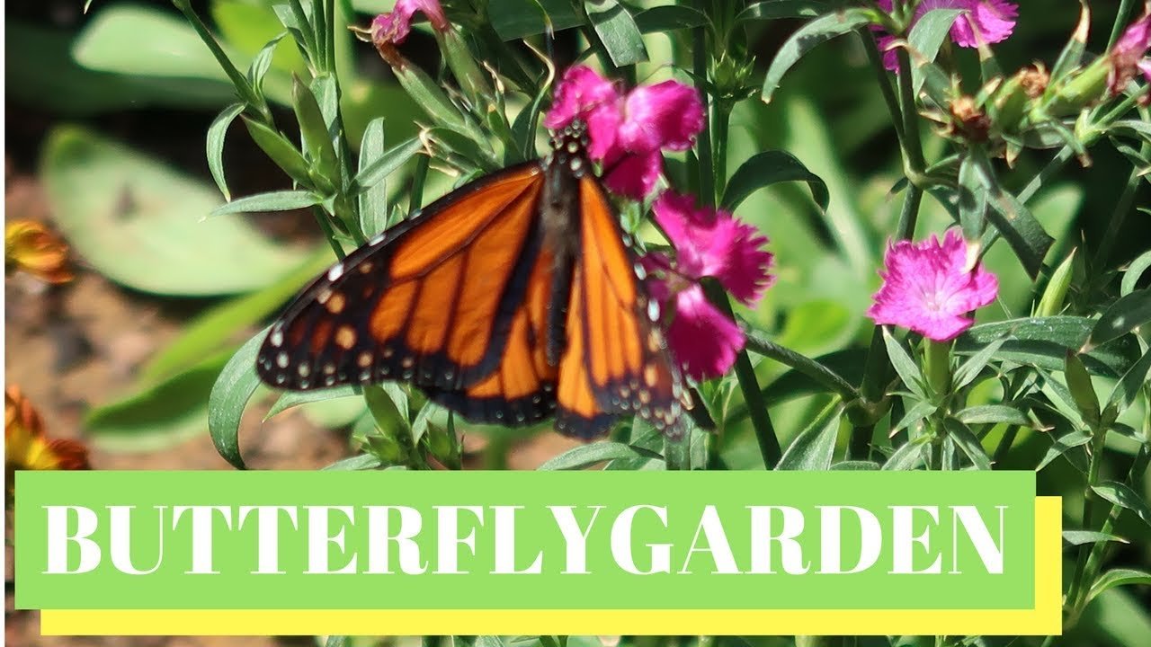 epcot flower & garden festival 2018 | butterfly garden