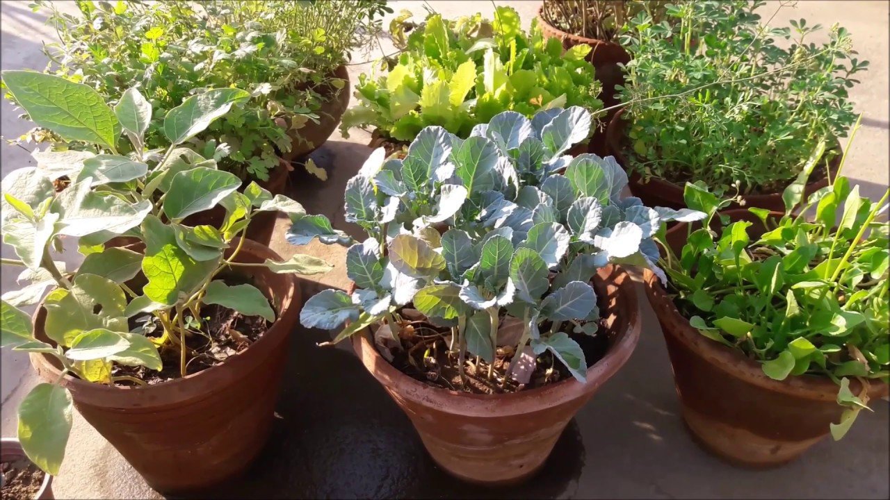 best vegetables grow in containers ll गमलों में उगाए हरी सब्जियां ll