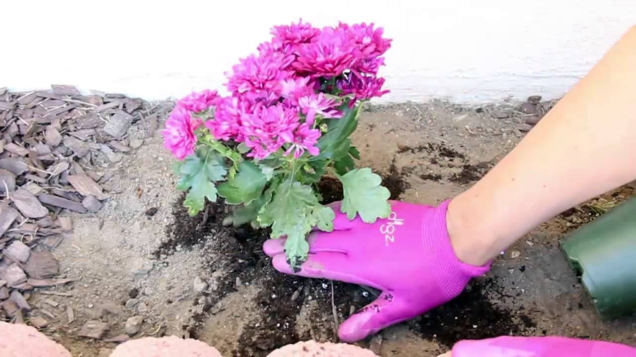 how to plant flowers - spring garden 2015