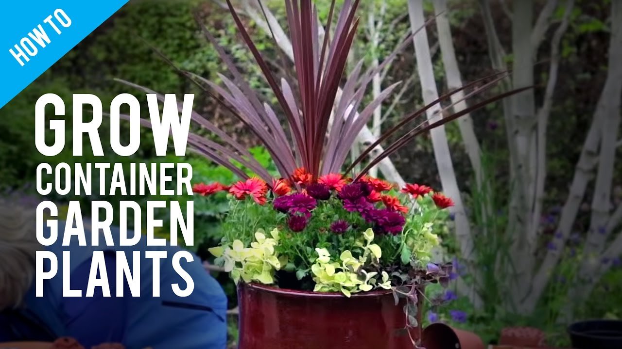 how to grow pot plants in a container garden