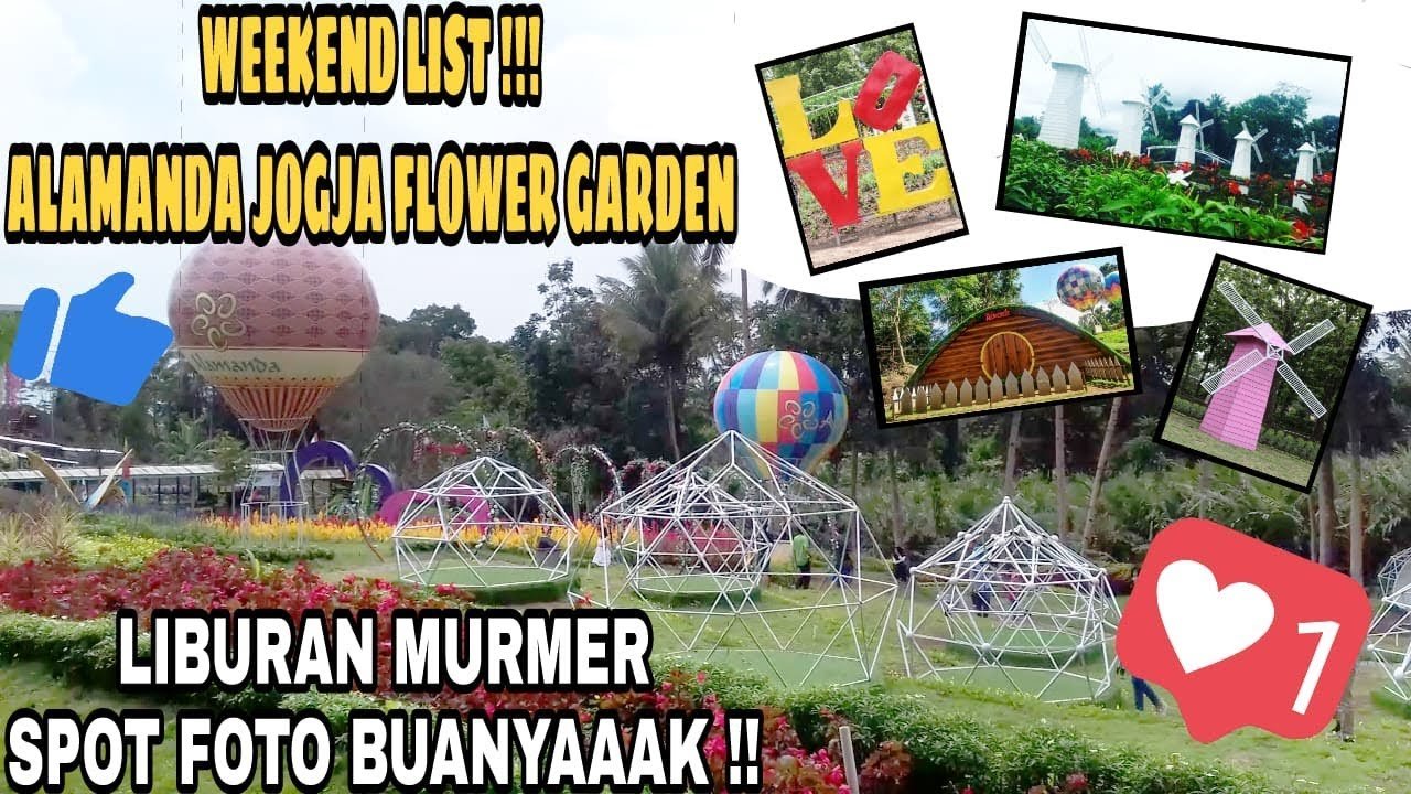 alamanda jogja flower garden turi sleman | wisata kebun bunga banyak