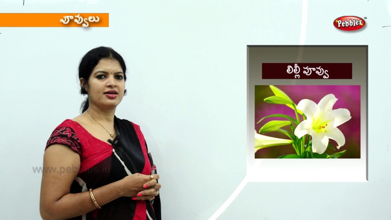 learn flowers names in telugu | preschool videos | kids educational videos  | toddlers learning video