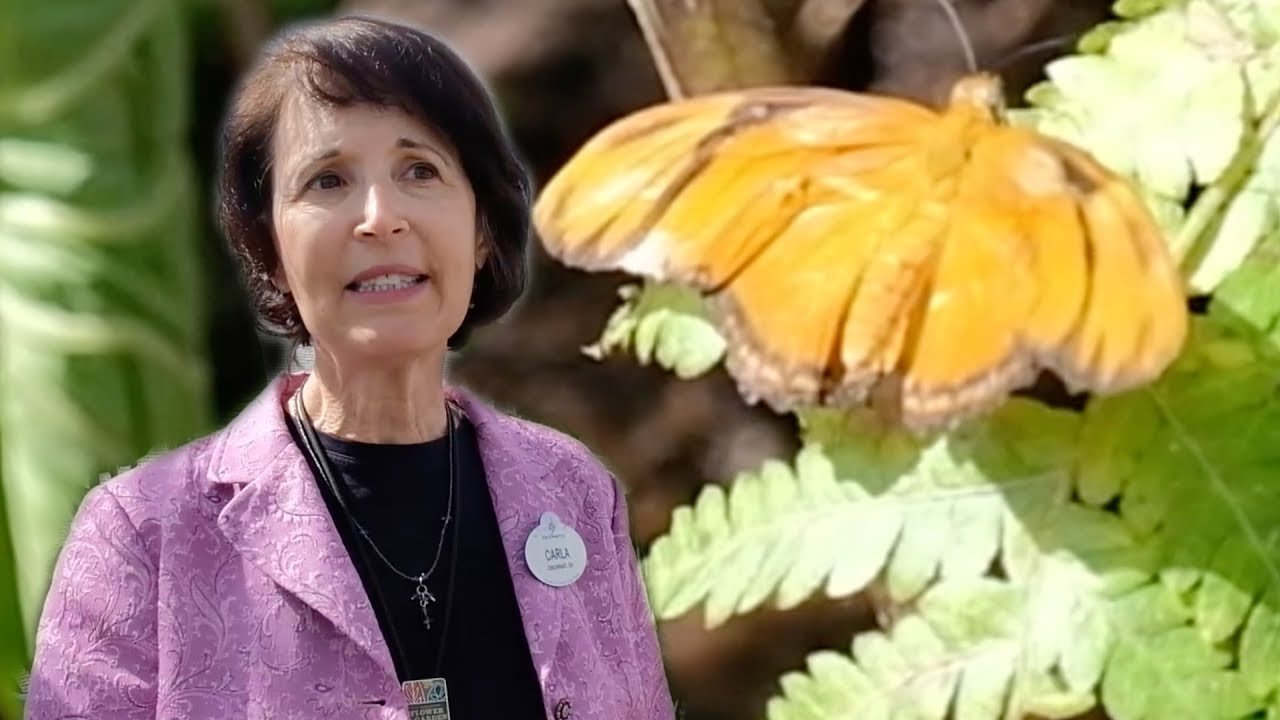 inside goodness garden butterfly house at epcot flower & garden festival  2018
