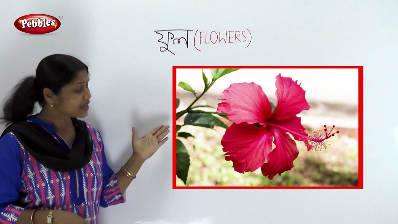 preschool bengali | bengali flowers name | flowers name in bengali |  flowers names