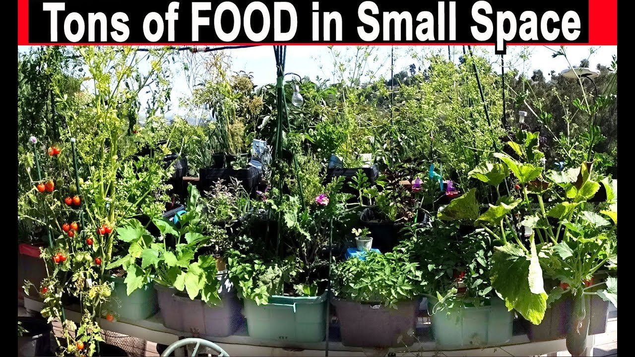how to grow vegetables in small spaces container gardening pot plants ideas  tomatoes zucchini