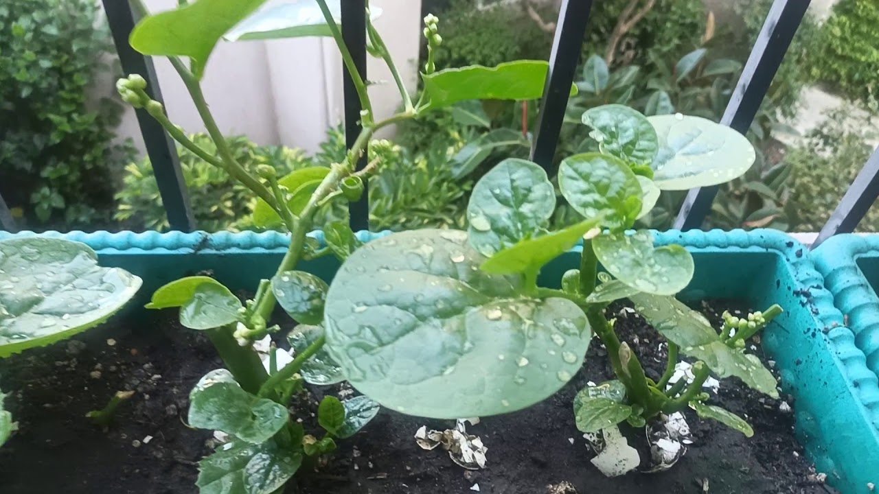 container gardening - youtube