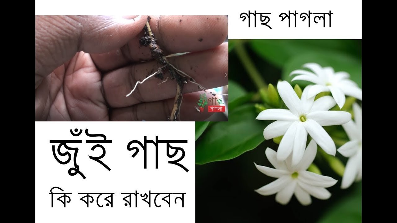 jasmine plant mogra flower জুঁই গাছ how to plant jasmine care tips