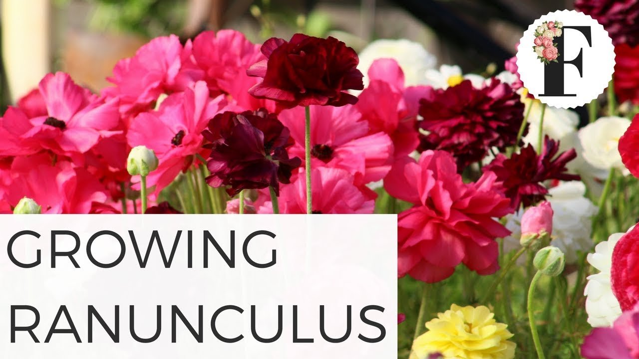 how to grow ranunculus from corms - cut flower gardening