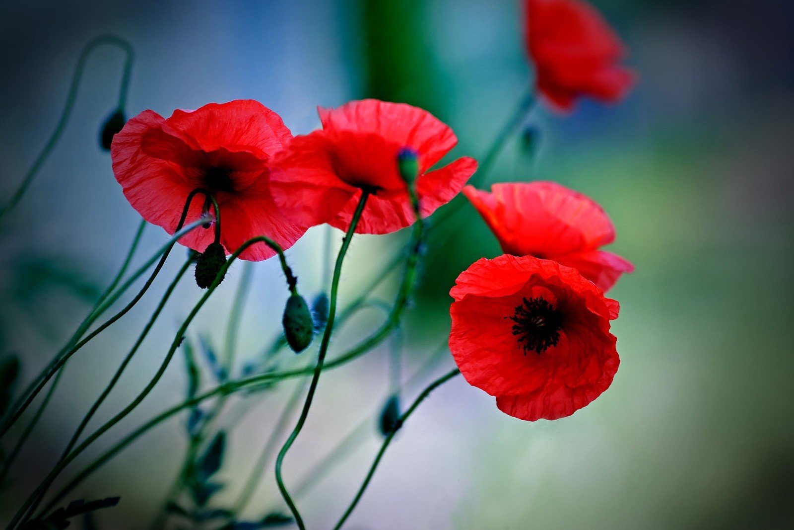 poppy symbolism and poppy flower meanings on whats-your-sign