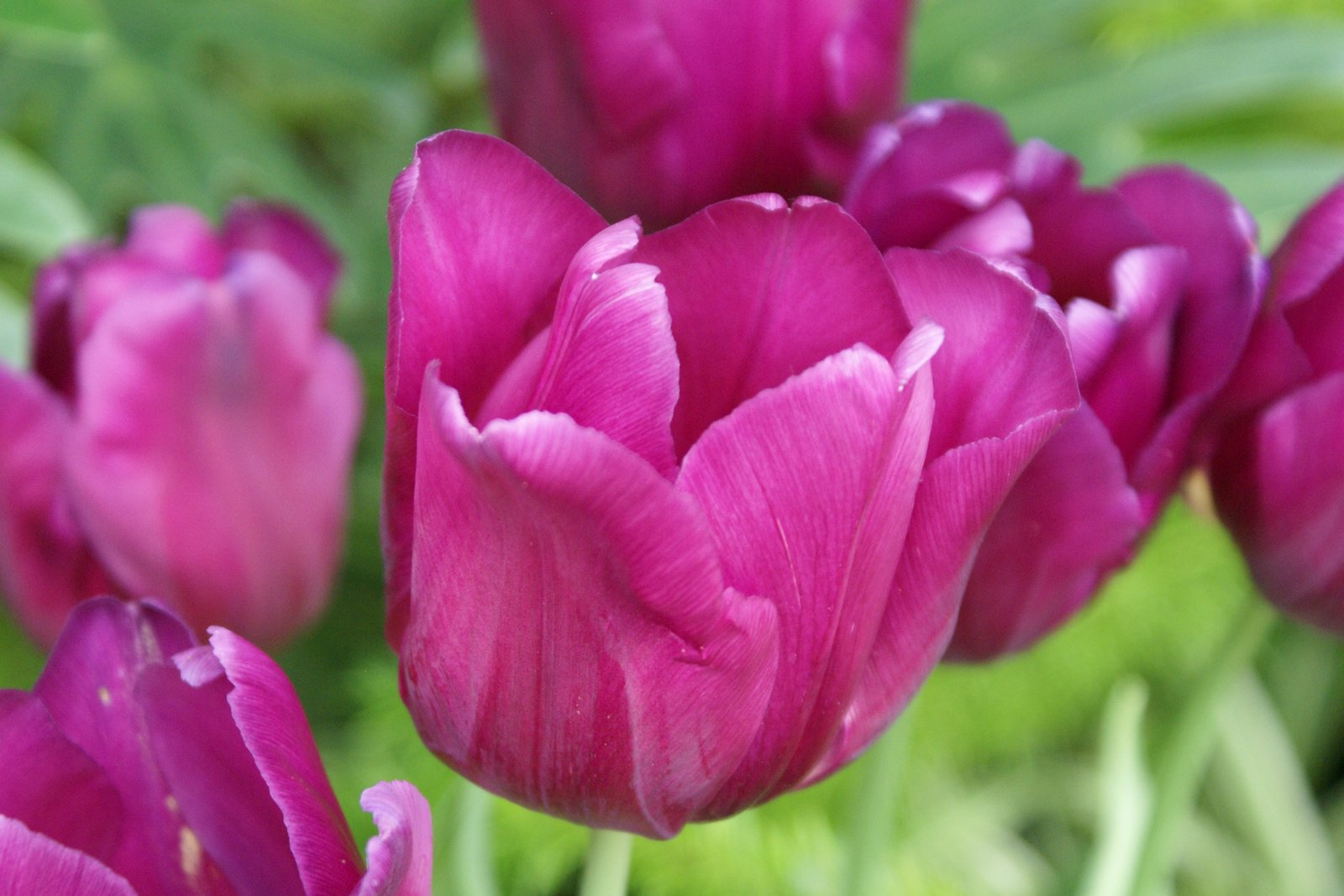 which flowers can grow in pots? - proflowers blog