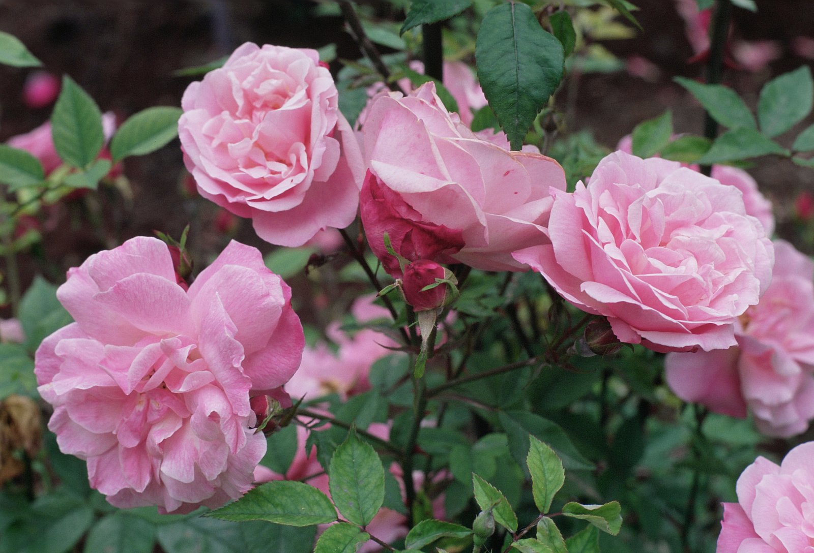 the last rose of summer - wikipedia