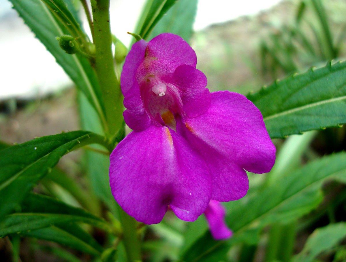 impatiens balsamina - wikipedia