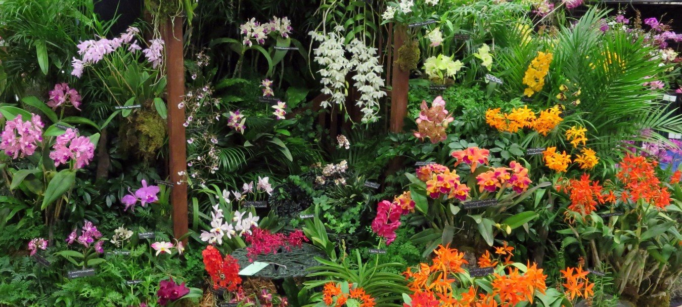 naples orchid society annual show & sale | naples botanical garden