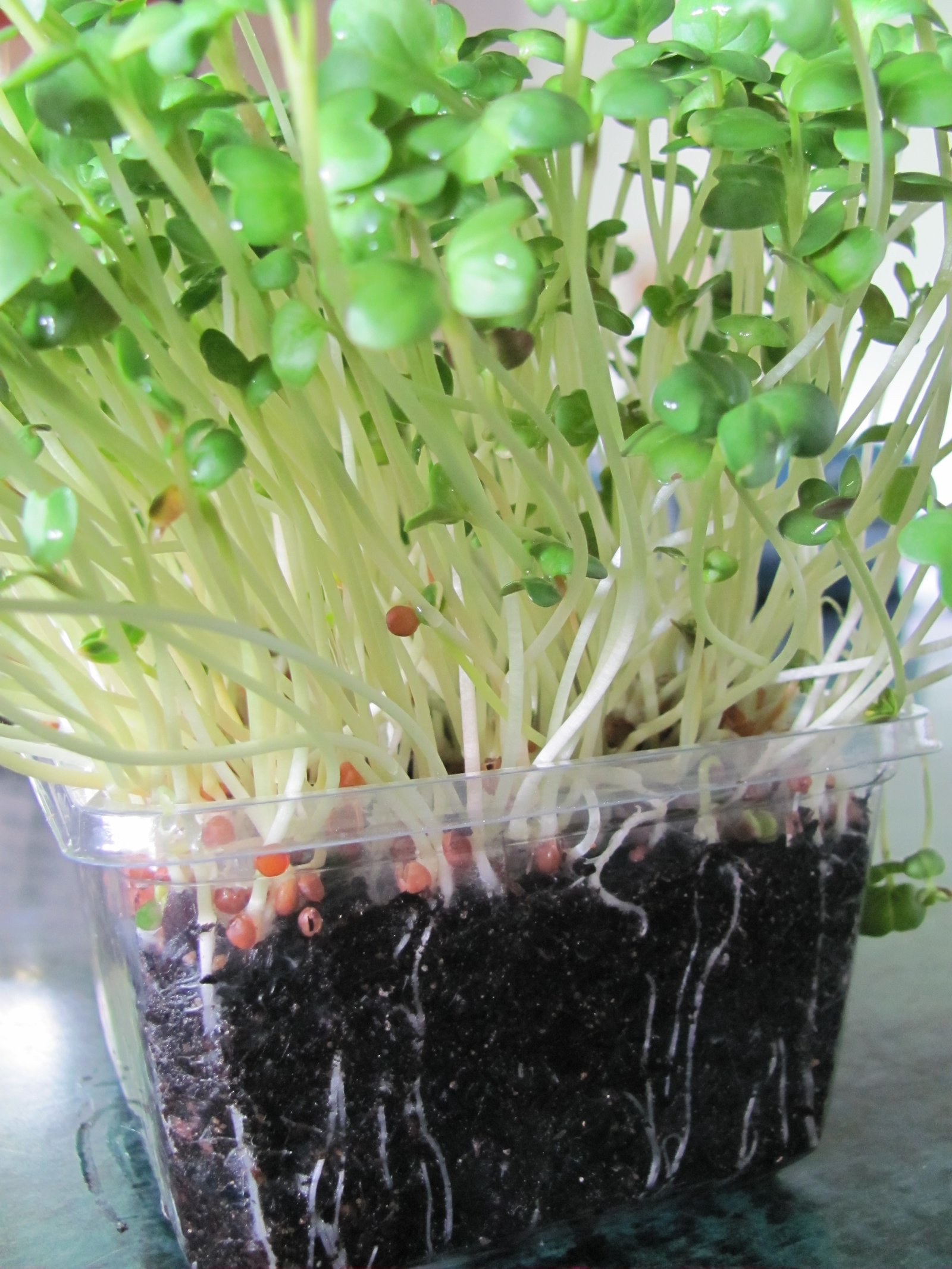 getting a small kitchen garden started - the micro gardener