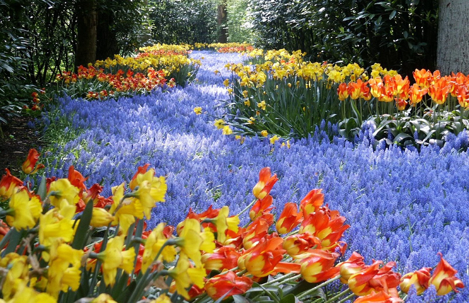keukenhof the largest flower garden in the world – travel around the