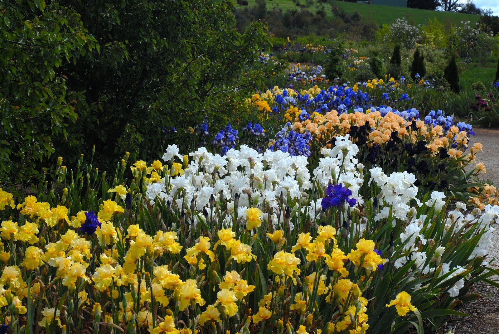 growing irises all season long | garden design for living