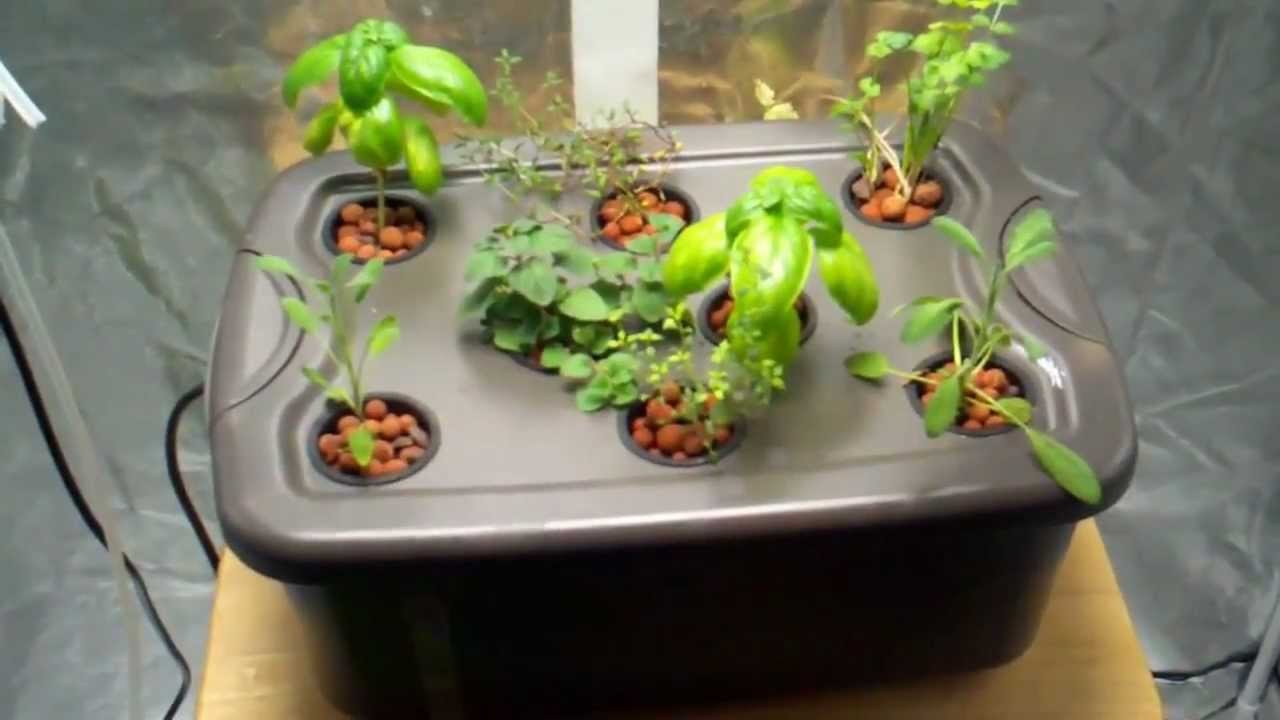 “Build a Hydroponic Herb Garden for Cheap!” by Epic ...