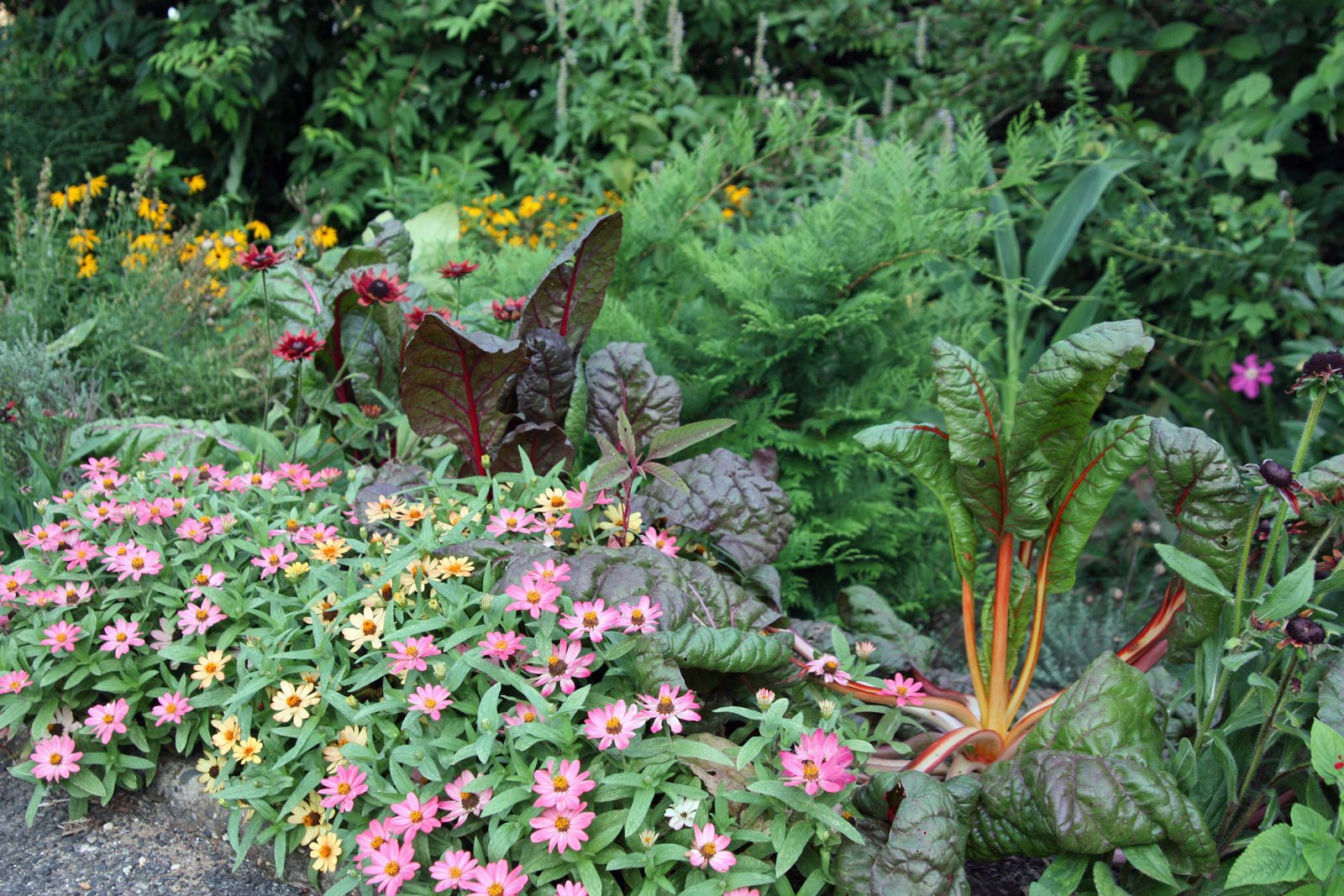 fafard zinnias for colorful containers & cut flowers - fafard