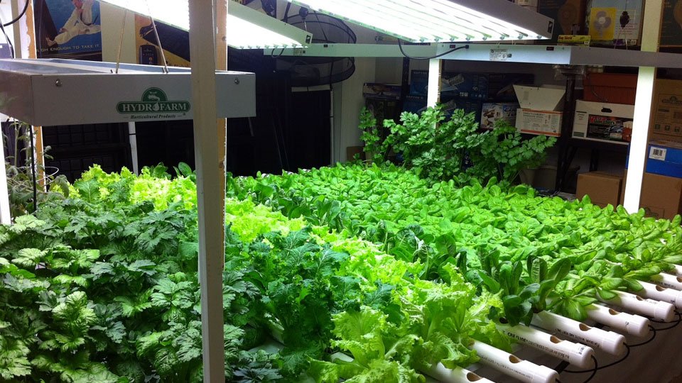 Hydroponic Indoor Gardening Challenges while Growing