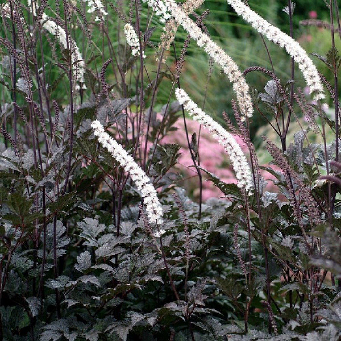 super natural landscapes | plant list | whistler, pemberton