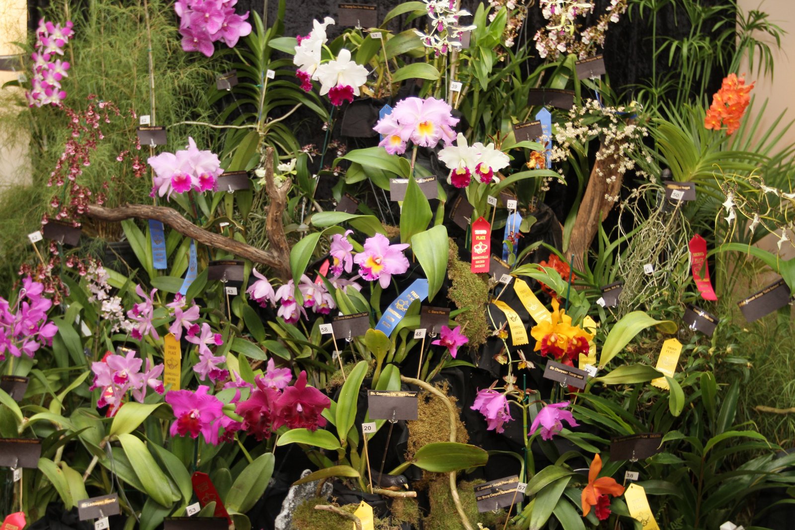 fall plant sale & orchid show | kanapaha botanical gardens