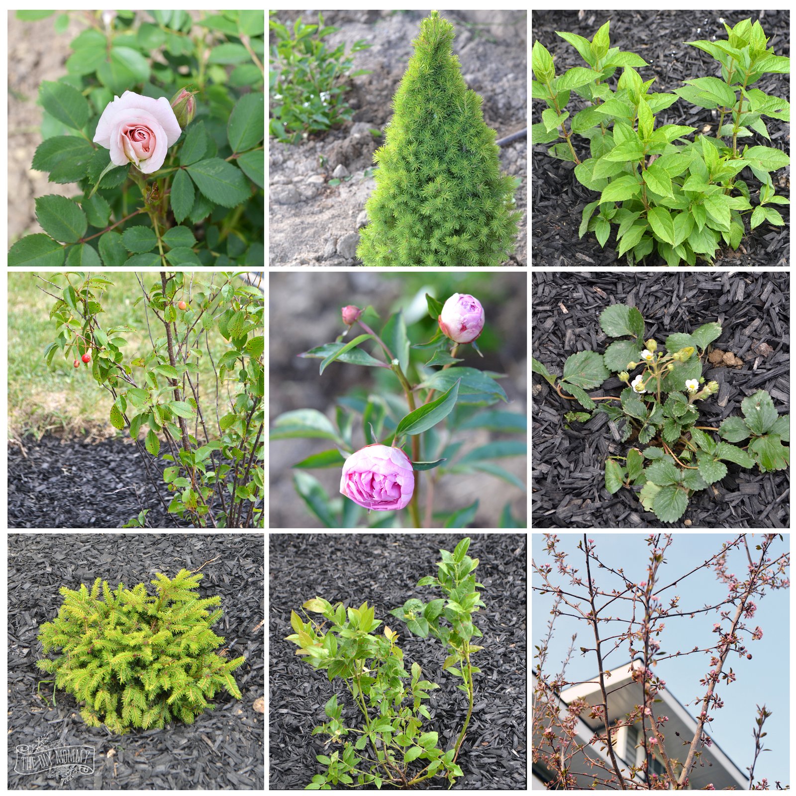 create a low maintenance flower bed (+ our front yard progress