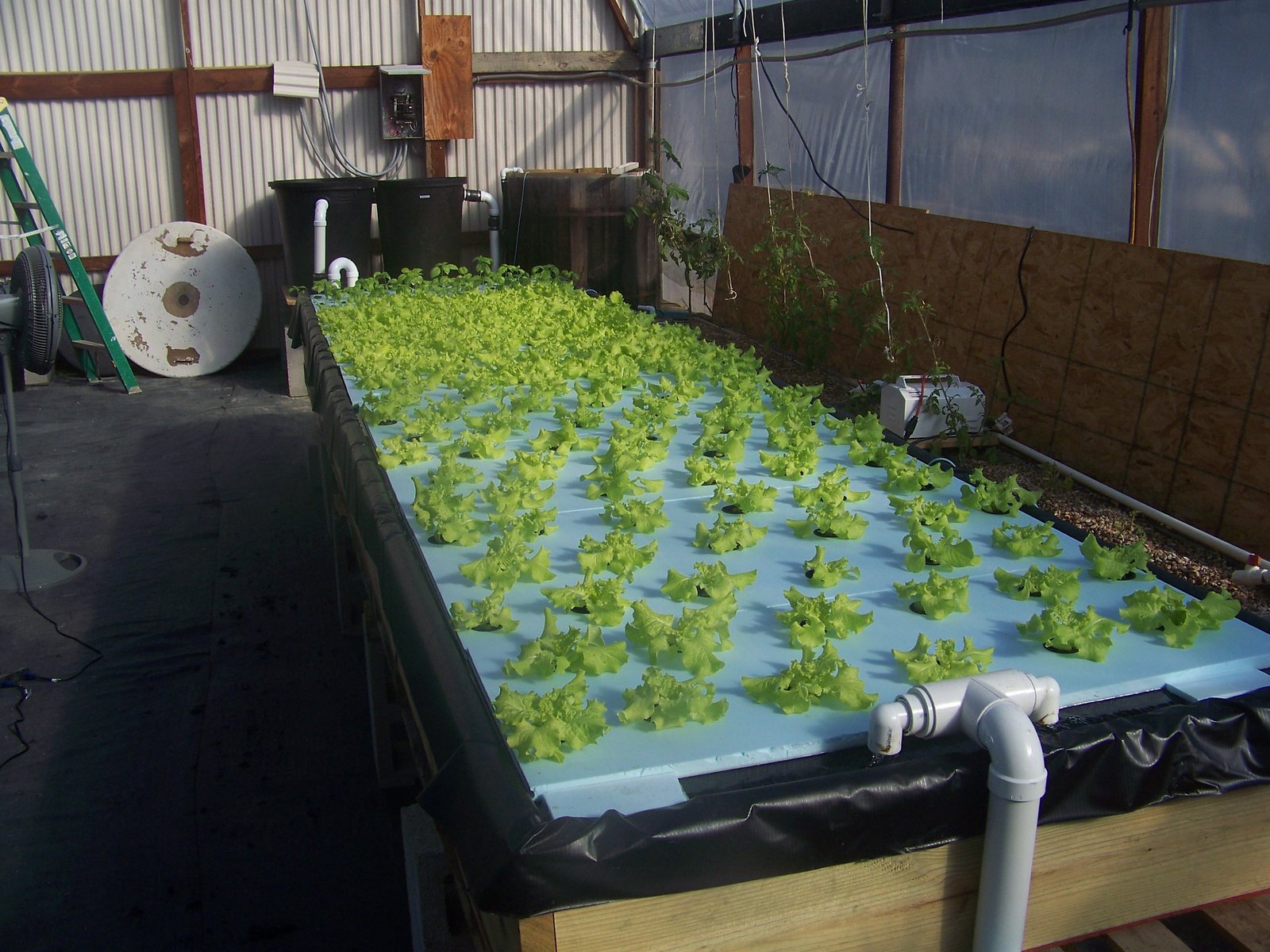 Organic Garden Aquaponics - Homestead, FL 1-7863441383
