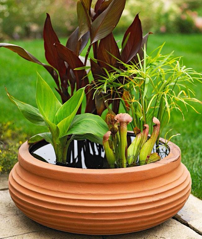 easy diy container water gardens | the garden glove
