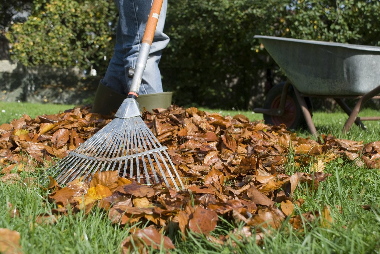 fall lawn care - how to take care of grass in fall
