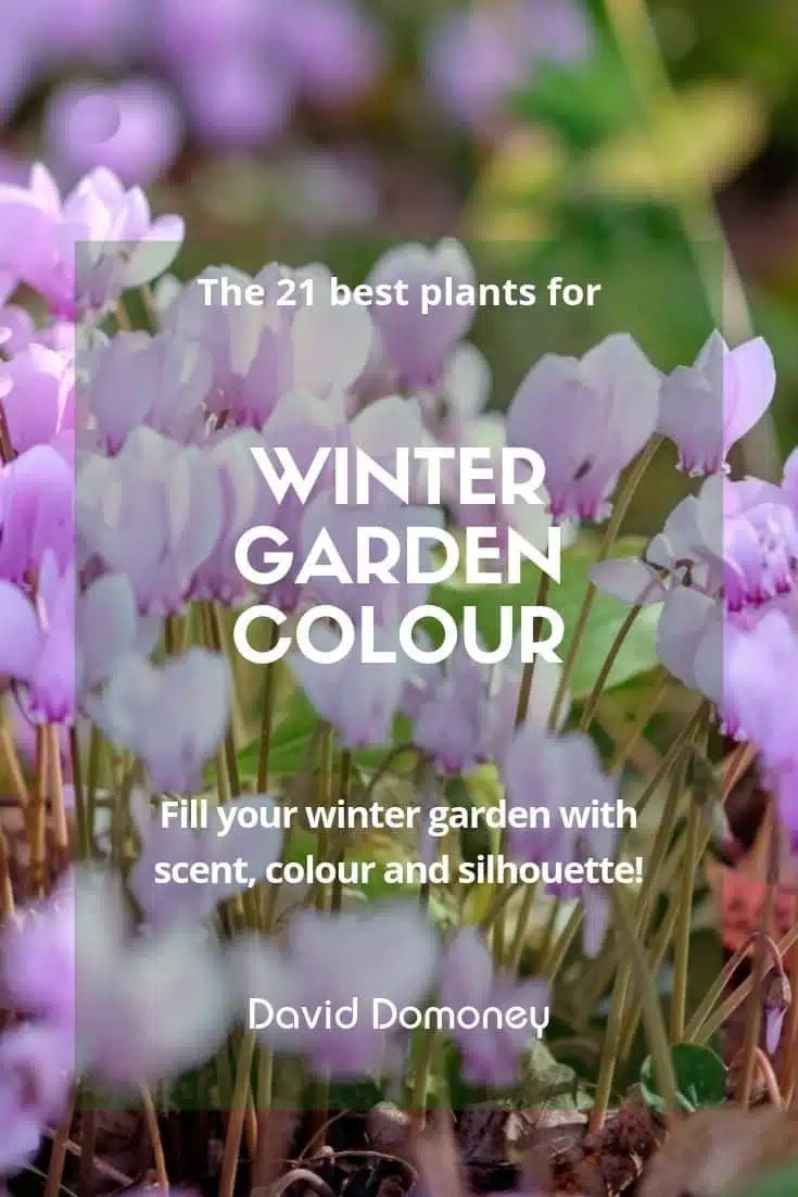 the 21 best plants for winter garden colour - david domoney