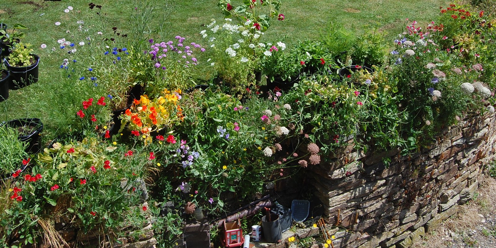cut flower patch in containers? – higgledy garden