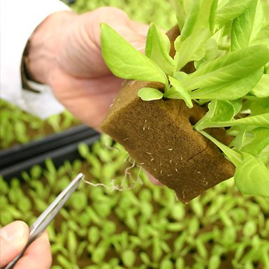 Oasis Grower Medium ....now available in South Africa for ...