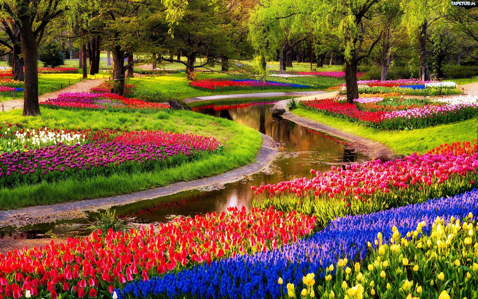 the keukenhof park: the largest botanical garden of the world is in