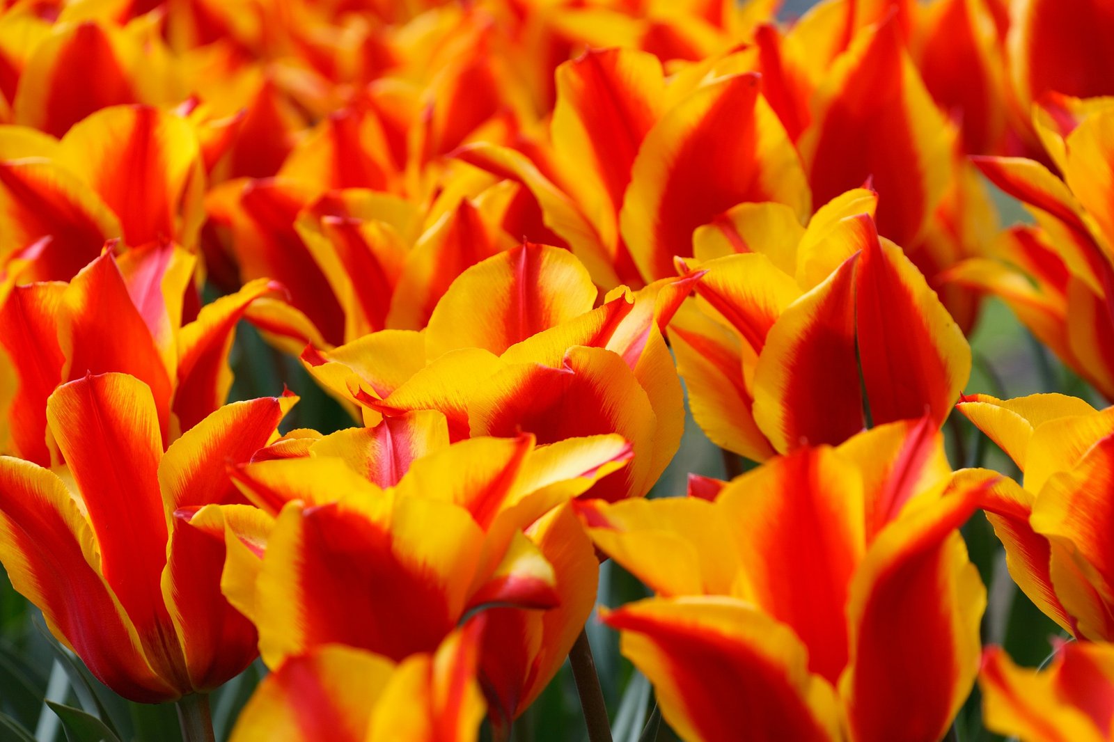 home - the garden club of new jersey