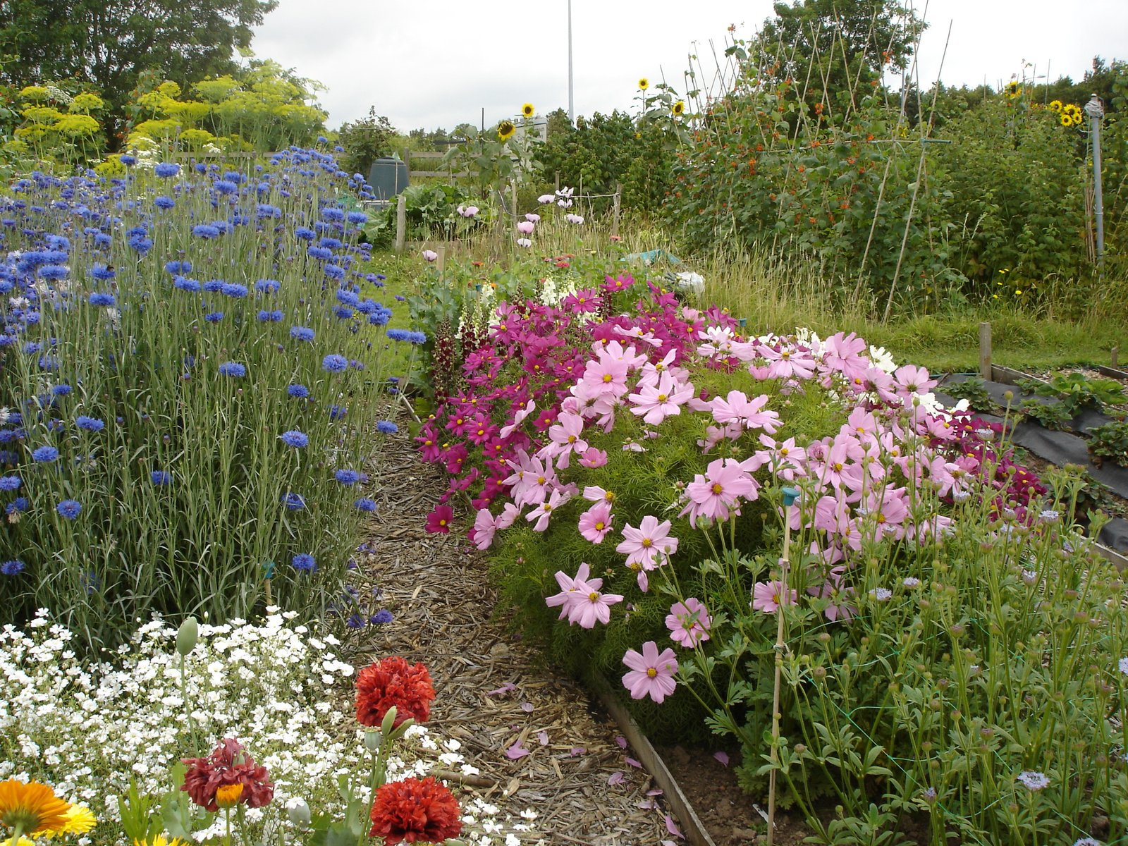 the cutting garden for the florists amongst you! - busy baskets
