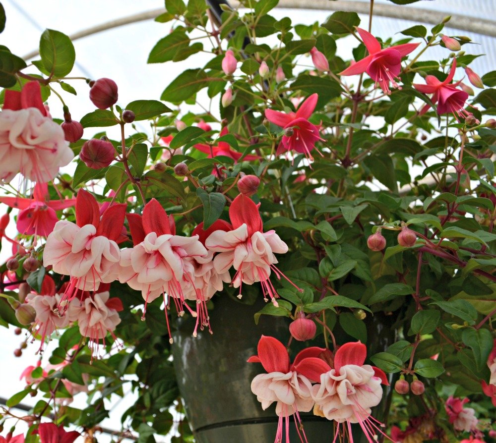 top 5 hanging baskets for shade | fairview garden center