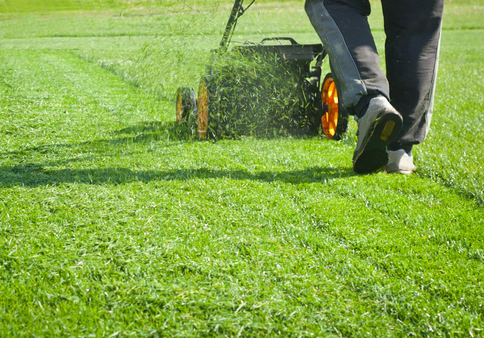 5 basic lawn maintenance tips everyone should know