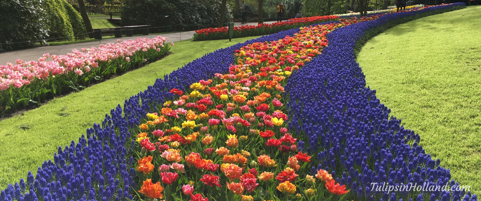 gardens - tulips in holland
