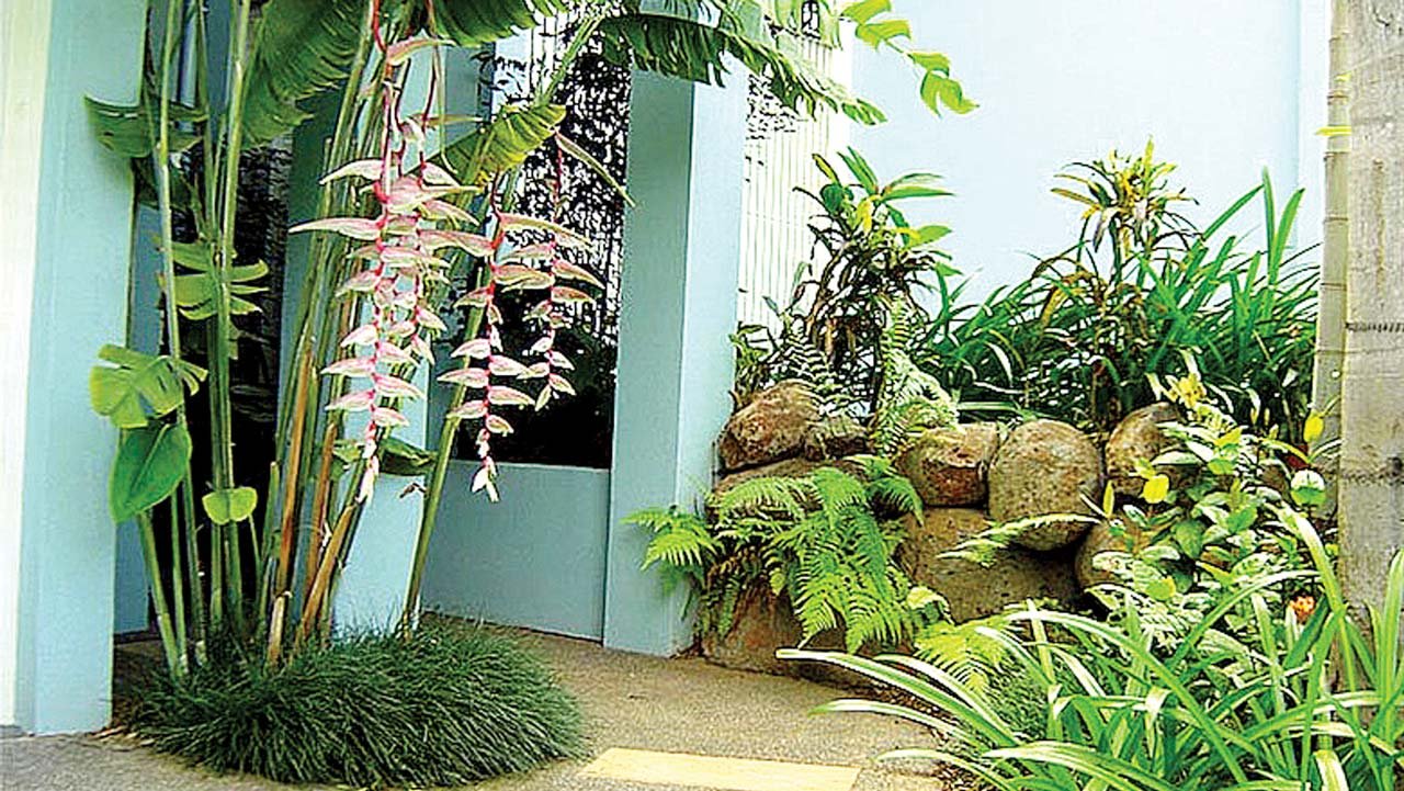 tropical garden in any space or climate | the guardian nigeria news